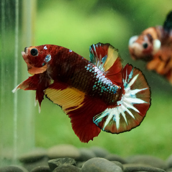 Multicolor/Galaxy Koi Plakat -16 weeks Old