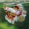 Galaxy/Candy Koi Halfmoon - 14 weeks old
