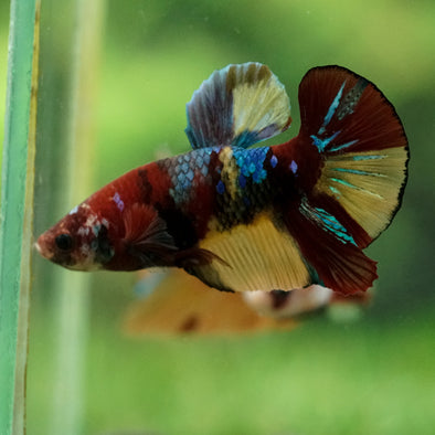 Multicolor/Galaxy Koi Plakat -16 weeks Old