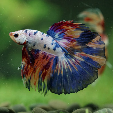 Galaxy/Candy Koi Halfmoon - 14 weeks old