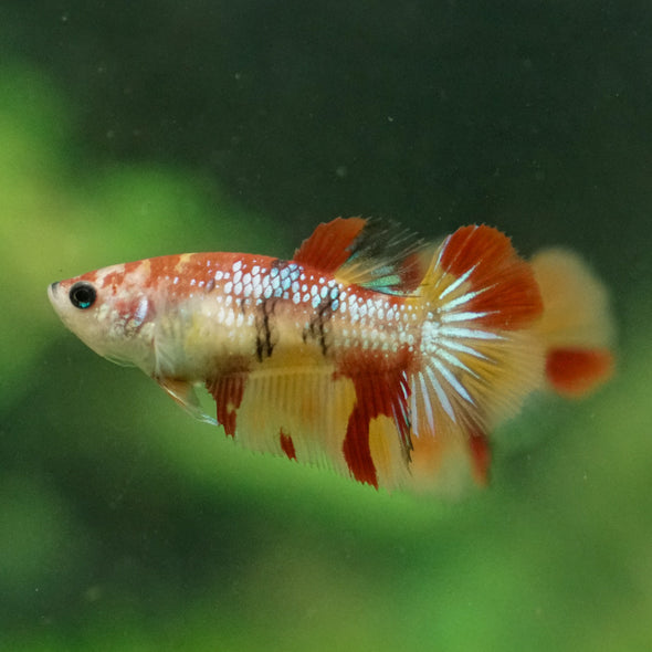 Multicolor/ Galaxy Koi Halfmoon - Female- 13 Weeks Old