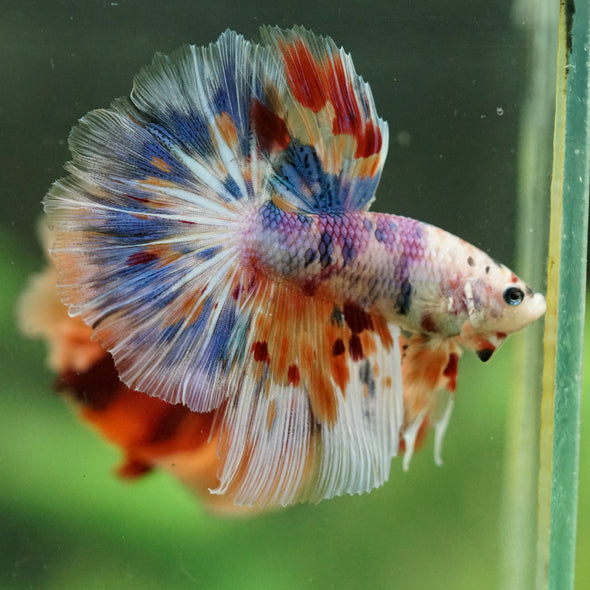 Galaxy/Candy Koi Halfmoon - 14 weeks old