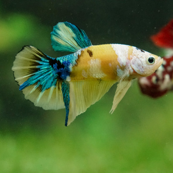 Multicolor/Galaxy Koi Plakat -16 weeks Old