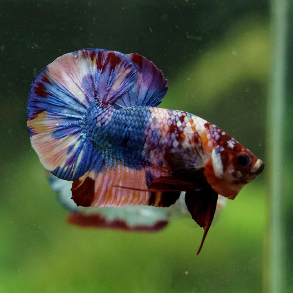Multicolor/Galaxy Koi Plakat -16 weeks Old