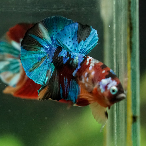 Multicolor/Galaxy Koi Plakat -16 weeks Old