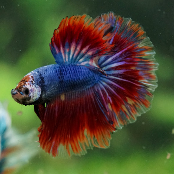 Galaxy/Candy Koi Halfmoon - 14 weeks old