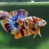 Multicolor/Galaxy Koi Plakat -14 weeks Old