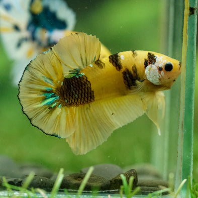 Multicolor/Galaxy Koi Plakat -16 weeks Old