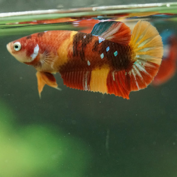 Multicolor/ Galaxy Koi Plakat- Female- 13 Weeks Old