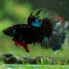 Black Base Galaxy Koi Halfmoon (Avatar) - 14 weeks old
