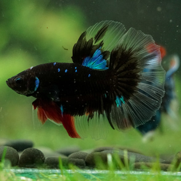 Black Base Galaxy Koi Halfmoon (Avatar) - 14 weeks old