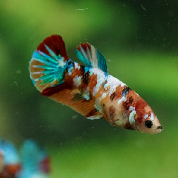 Multicolor/ Galaxy Koi Plakat- Female- 13 Weeks Old