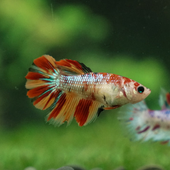 Multicolor/ Galaxy Koi Halfmoon- Female- 13 Weeks Old