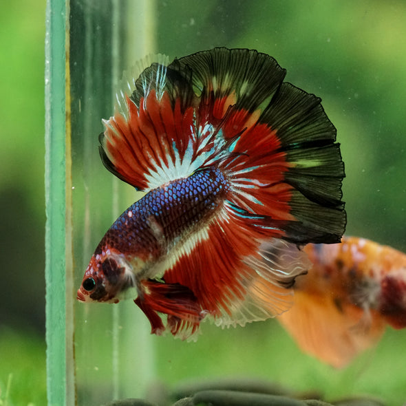Galaxy/Candy Koi Halfmoon - 14 weeks old