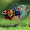 Multicolor/Galaxy Koi Plakat -16 weeks Old