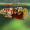 Multicolor/ Galaxy Koi Plakat- Female- 13 Weeks Old