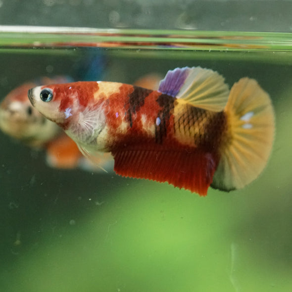 Multicolor/ Galaxy Koi Plakat- Female- 13 Weeks Old