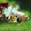 Multicolor/Galaxy Koi Plakat -16 weeks Old