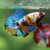 Multicolor/Galaxy Koi Plakat -16 weeks Old