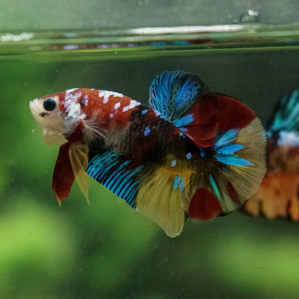 Multicolor/Galaxy Koi Plakat -16 weeks Old