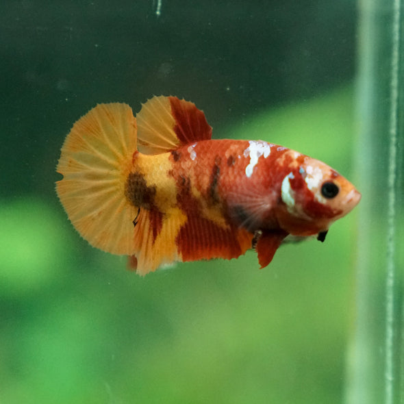 Multicolor/ Galaxy Koi Plakat - Female- 13 Weeks Old