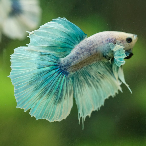 Dumbo Halfmoon - 12 weeks old