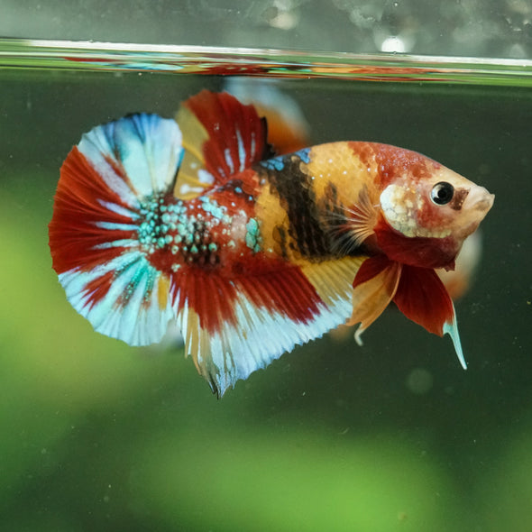 Multicolor/Galaxy Koi Plakat -16 weeks Old