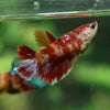 Multicolor/ Galaxy Koi Halfmoon - Female- 13 Weeks Old