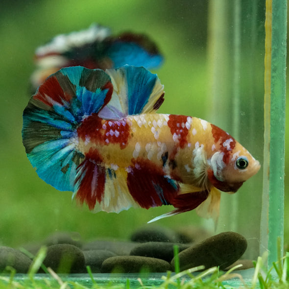 Multicolor/Galaxy Koi Plakat -15 weeks Old