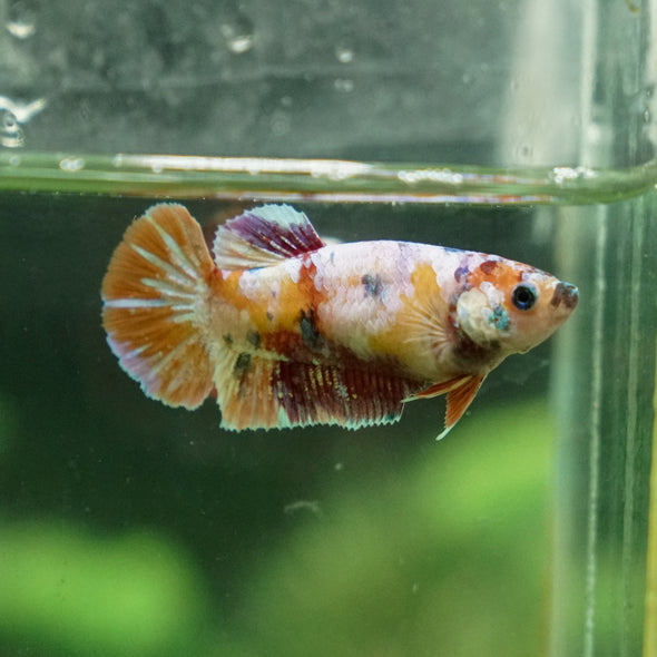 Multicolor/ Galaxy Koi Plakat - Female- 13 Weeks Old