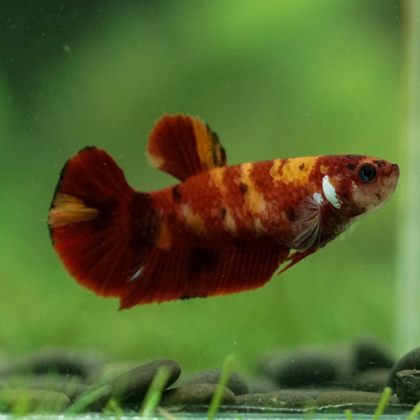 Multicolor/ Galaxy Koi Plakat- Female- 13 Weeks Old