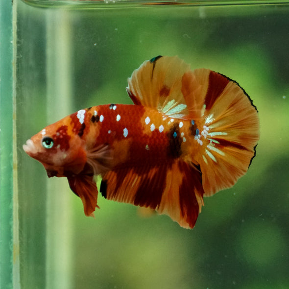 Multicolor/Galaxy Koi Plakat -13 weeks Old