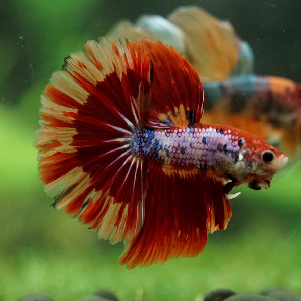 Galaxy/Candy Koi Halfmoon - 14 weeks old