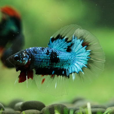 Black Base Galaxy/Candy Koi Halfmoon - 14 weeks old