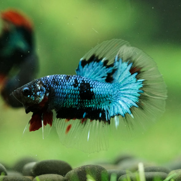 Black Base Galaxy/Candy Koi Halfmoon - 14 weeks old