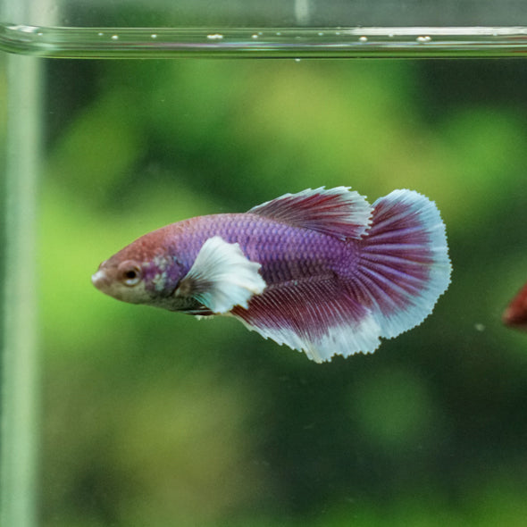 Dumbo Halfmoon - Female