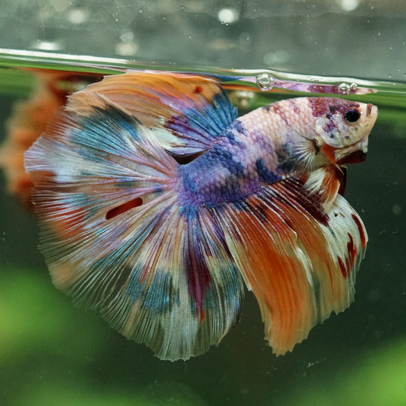 Galaxy/Candy Koi Halfmoon - 14 weeks old