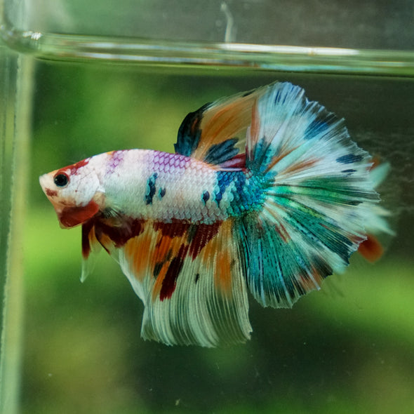 Galaxy Koi Halfmoon - 13 weeks old