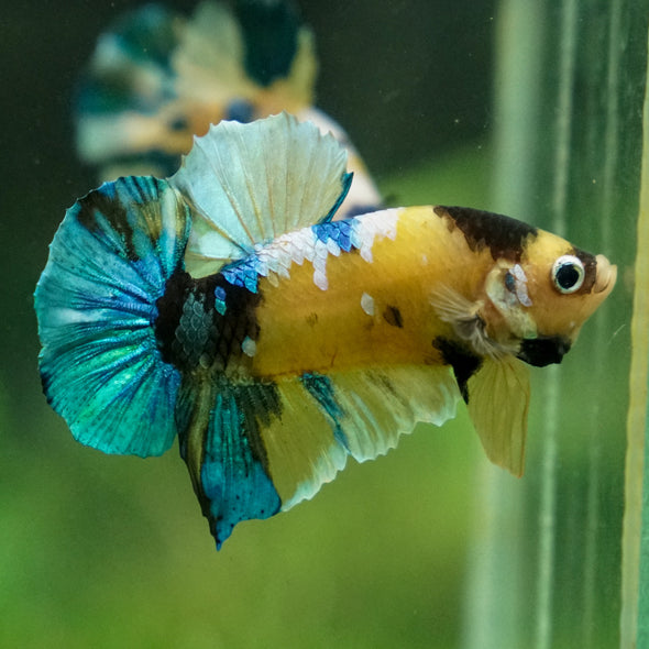 Multicolor/Galaxy Koi Plakat -13 weeks Old