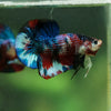 Multicolor/Galaxy Koi Plakat -16 weeks Old