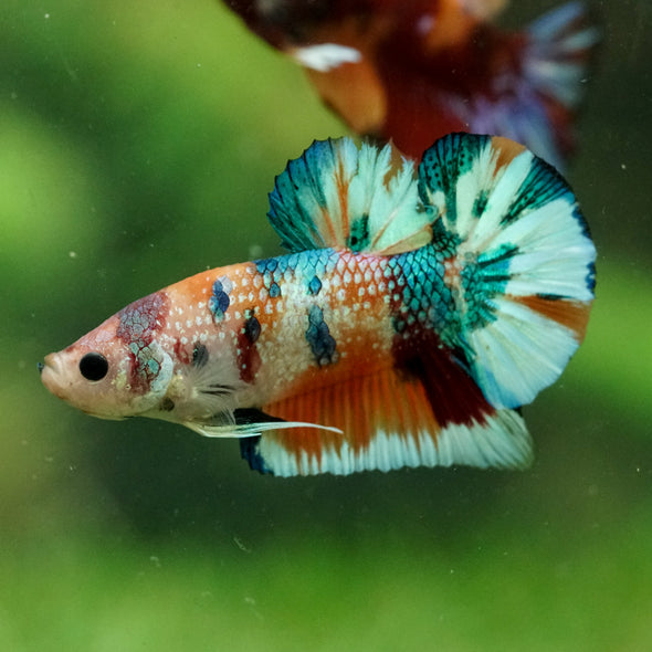 Multicolor/Galaxy Koi Plakat -16 weeks Old