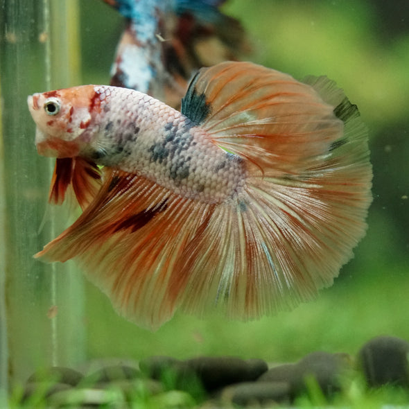 Galaxy/Candy Koi Halfmoon - 14 weeks old