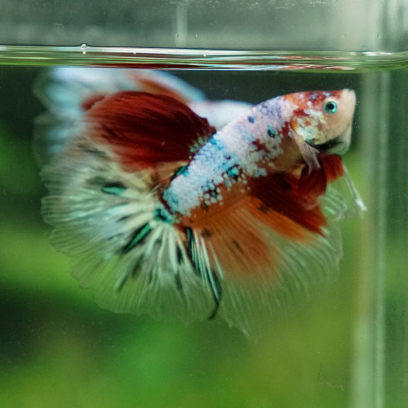 Galaxy/Candy Koi Halfmoon - 13 weeks old