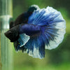 Dumbo Halfmoon - 12 weeks old
