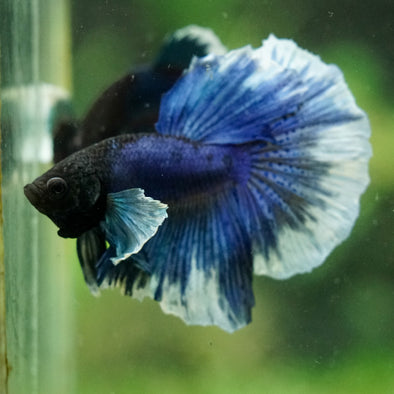 Dumbo Halfmoon - 12 weeks old