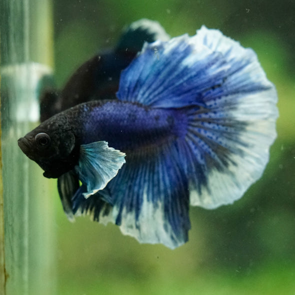 Dumbo Halfmoon - 12 weeks old
