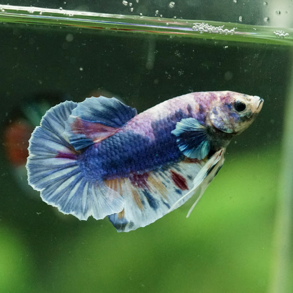 Multicolor/Galaxy Koi Plakat -10 weeks Old