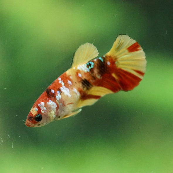 Multicolor/ Galaxy Koi Plakat- Female- 13 Weeks Old