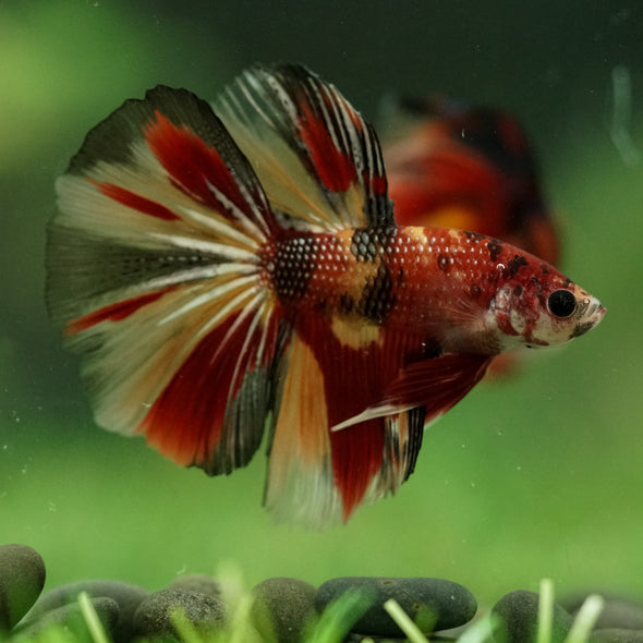 Galaxy/Candy Koi Halfmoon - 11 weeks old