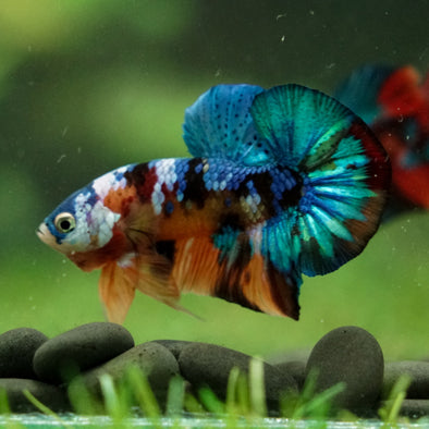 Multicolor/Galaxy Koi Plakat -16 weeks Old